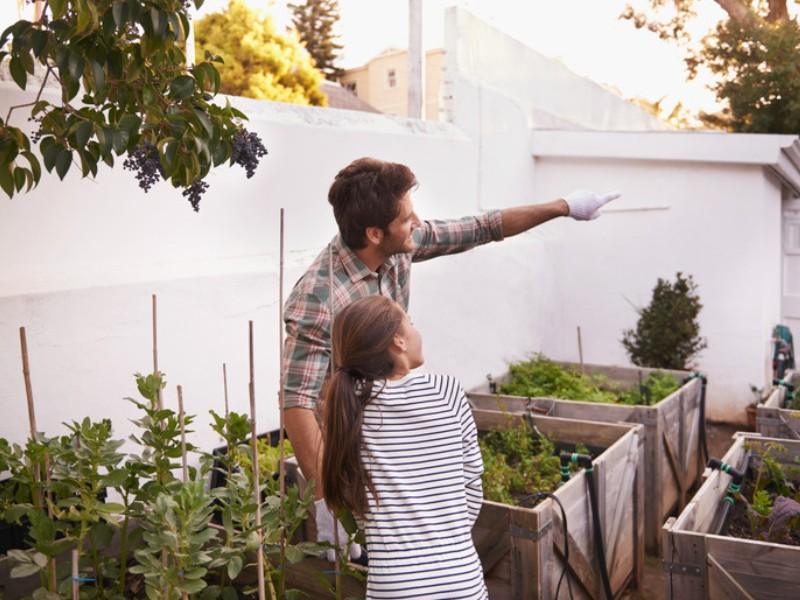 Father and daughter tending raised vegetable beds in a backyard garden