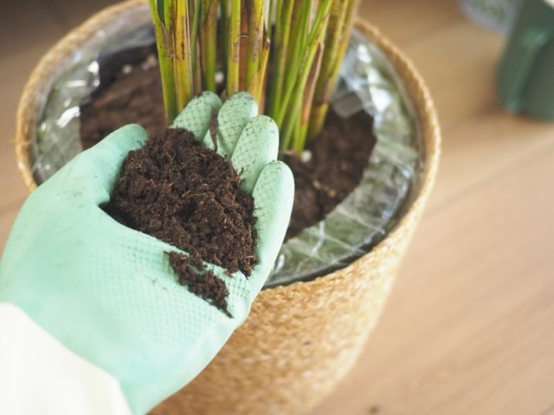 Gloved hands adding fresh compost to a potted plant