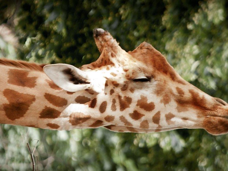 Side profile of a giraffe's head against green foliage