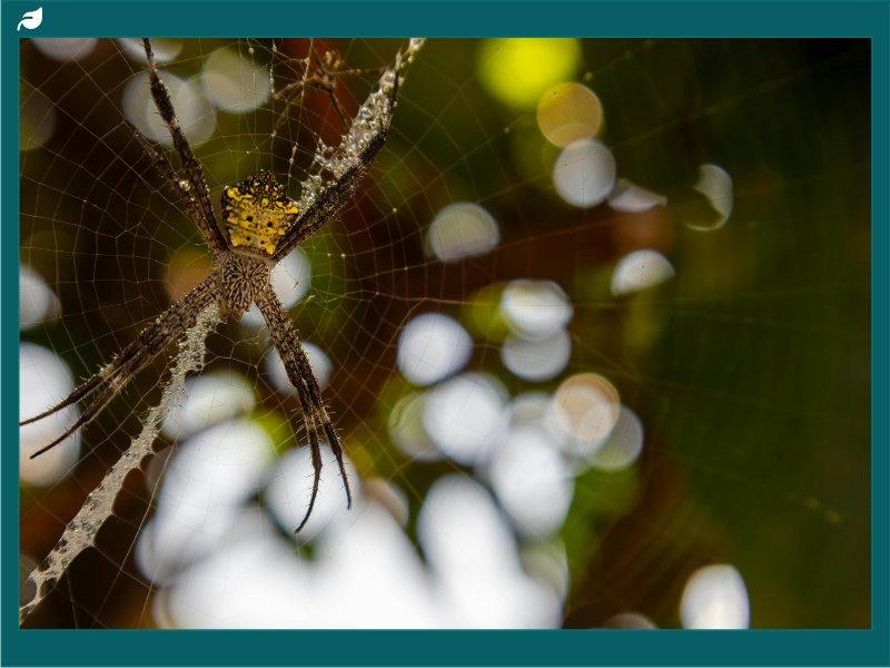 Orb weaver spider with yellow markings resting on web strands