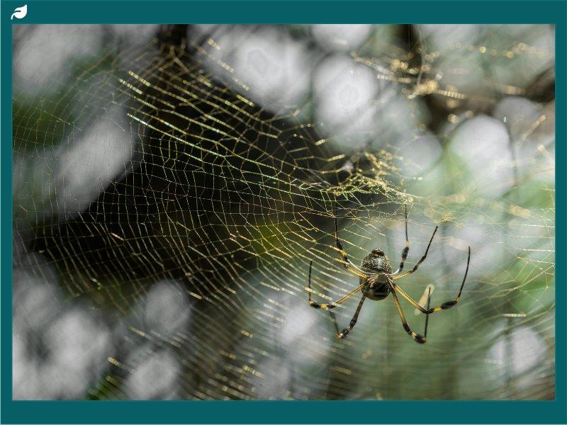 Golden orb weaver spider resting on its intricate golden web