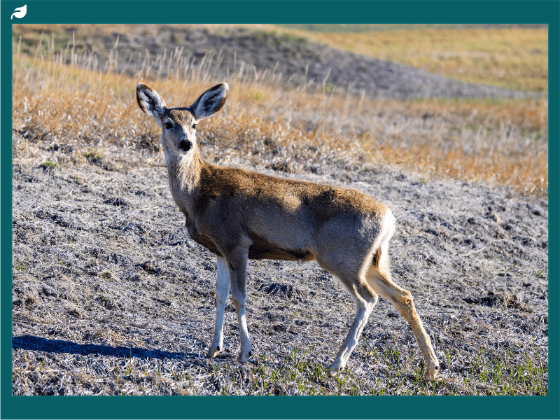 Mule Deer | Information on Mule and Odocoileus Hemionus