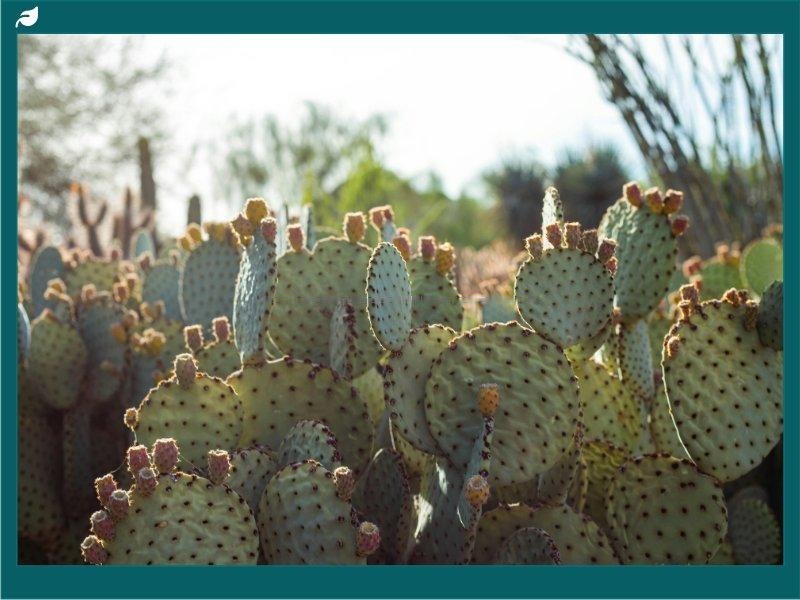 Prickly Pear Cactus in Sunlit Desert Landscape