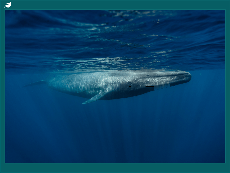 Large blue whale swimming just below sunlit ocean surface