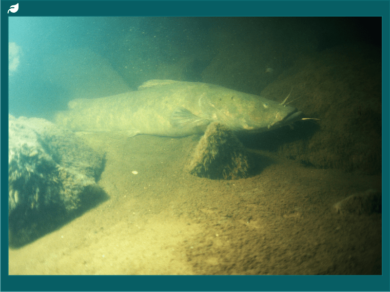 Flathead Catfish – Fish Iowa – Flathead Fish Species