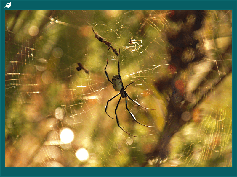 Golden orb weaver spider hangs centered in sunlit web