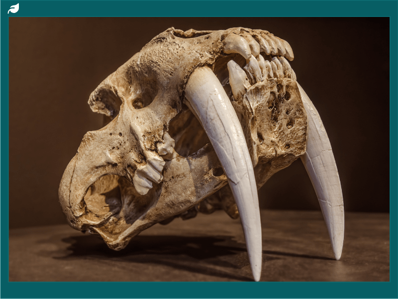 Saber tooth tiger skull