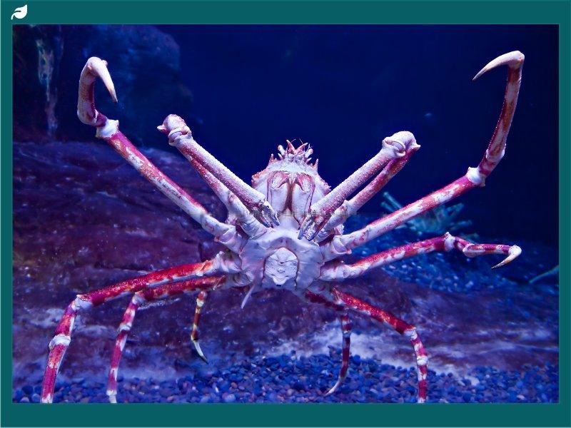 Close-up of a Japanese spider crab showing orange speckled exoskeleton texture