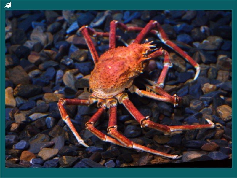 Japanese spider crab extending long spindly legs across sandy ocean sediment