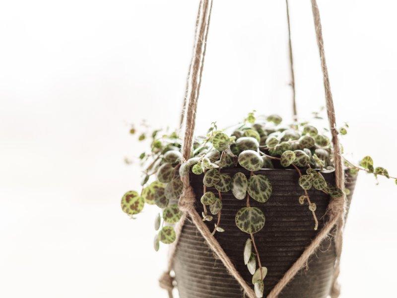 A string of turtles plant trailing from a hanging pot