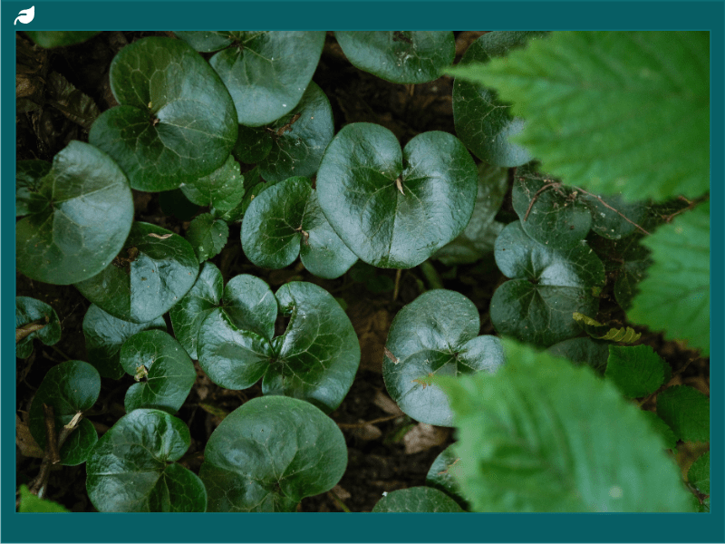 Close-Up of Wild Ginger Plant Leaves
