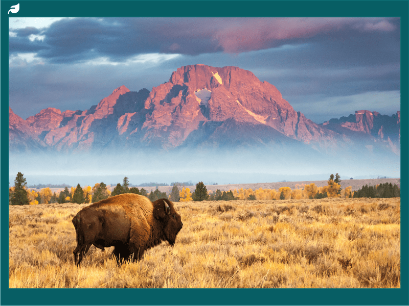 American Bison Grazing in Yellowstone National Park