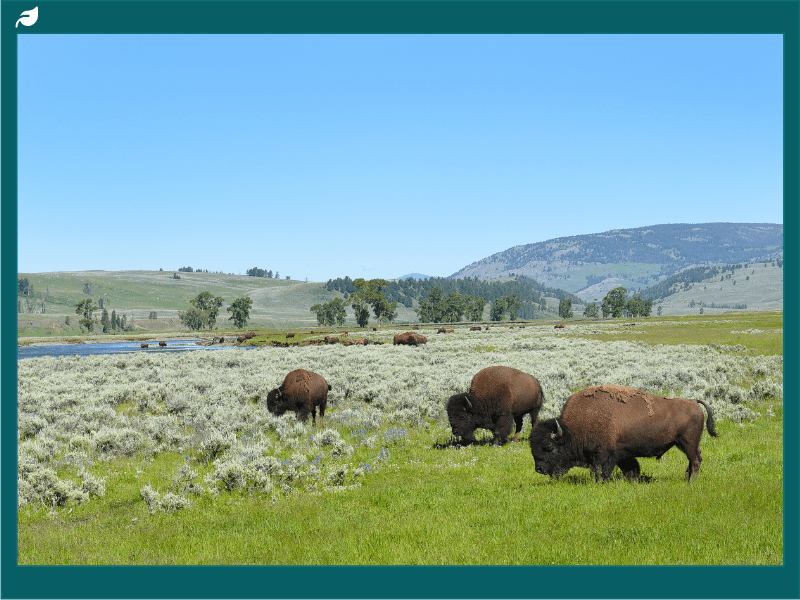 Bison Lamar Valley Yellowstone