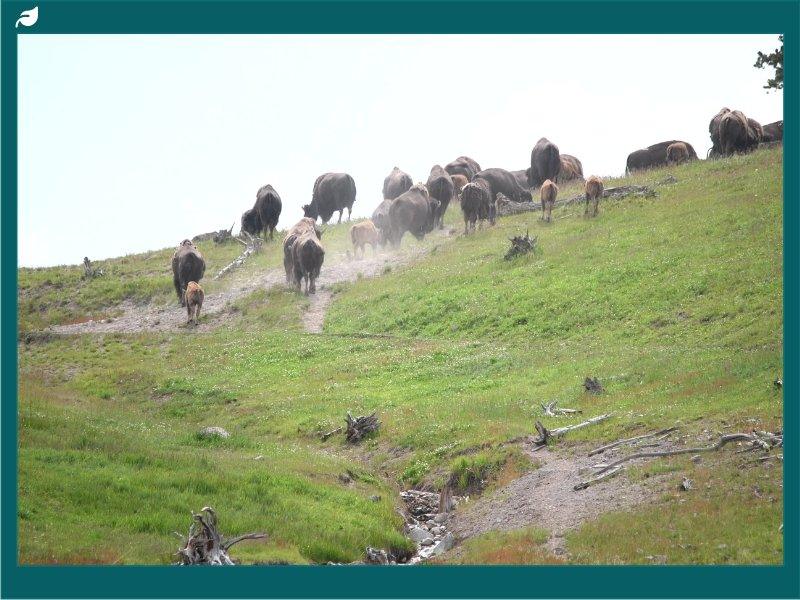 Buffalo Grazing, Yellowstone Bison - Yellowstone National Park, Wyoming