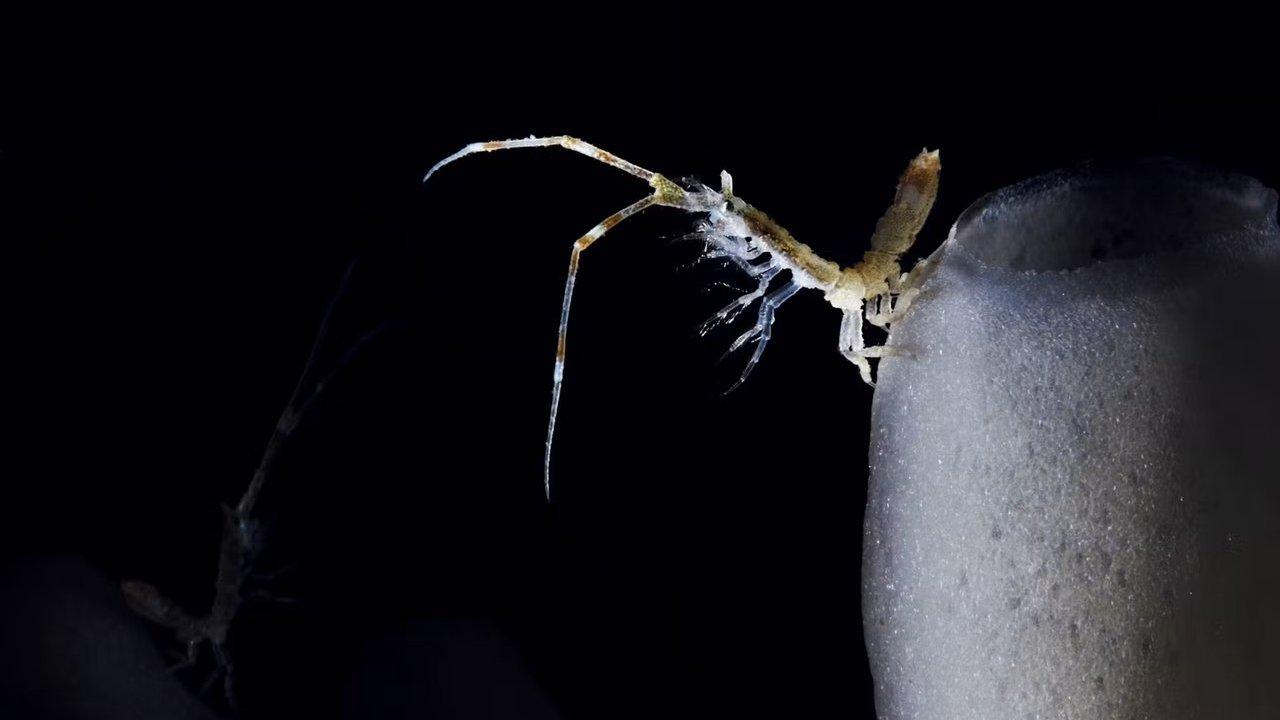 A small crab with long legs clings to a gray rounded surface against a black background.