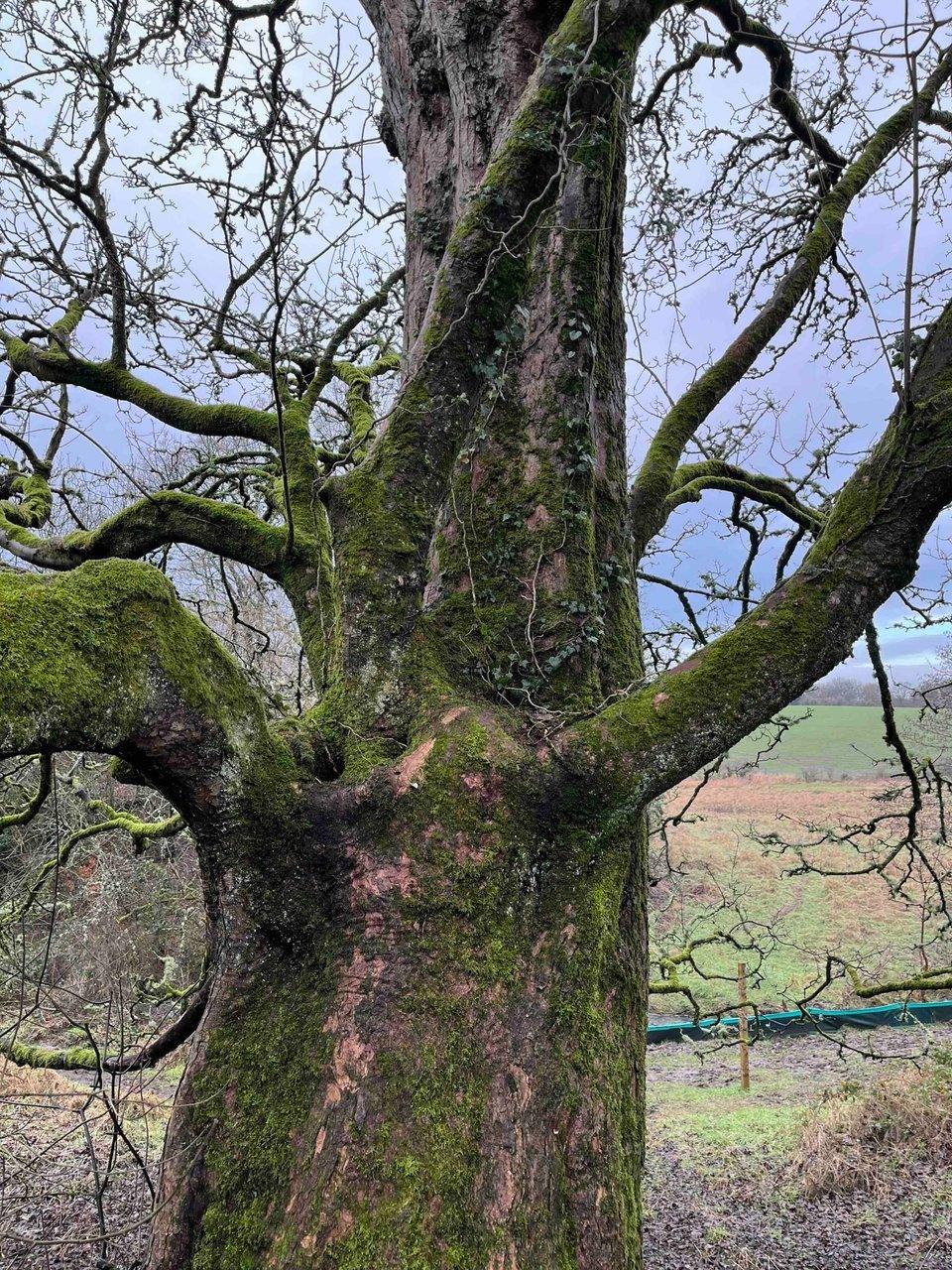 Campaigners Seek Hollybush Woodland Compromise