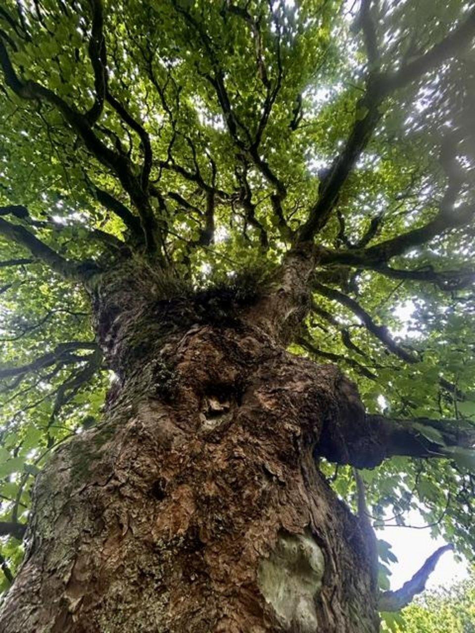 Low-angle view of a veteran tree canopy in ancient woodland under a bright sky