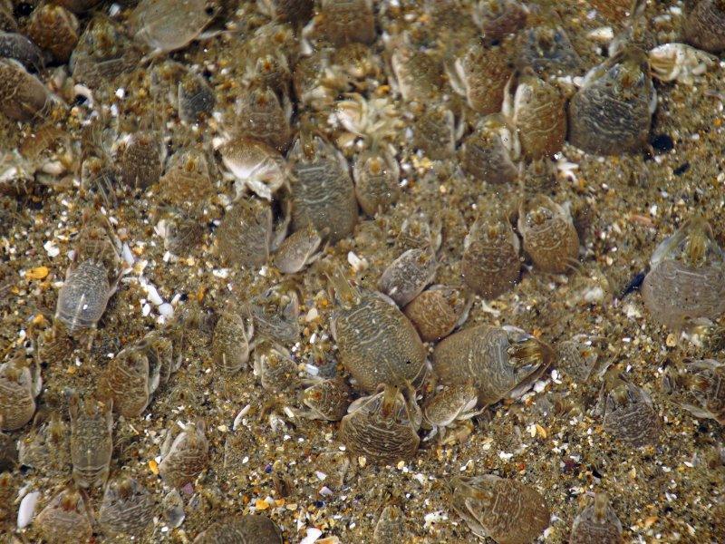 A dense colony of Pacific sand crabs burrowed into wet sand
