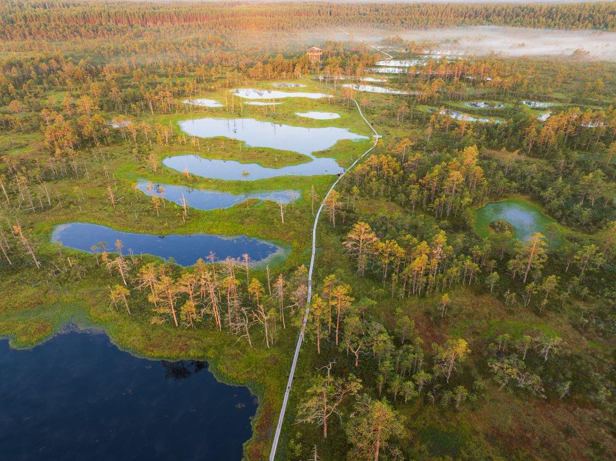 Aerial view of Viru bog in Estonia with pools, boardwalk and pine forest