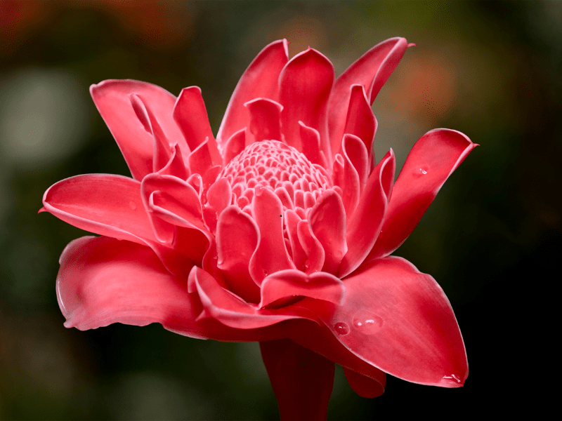 A red torch ginger flower in full bloom with waxy petals and water droplets, against dark foliage