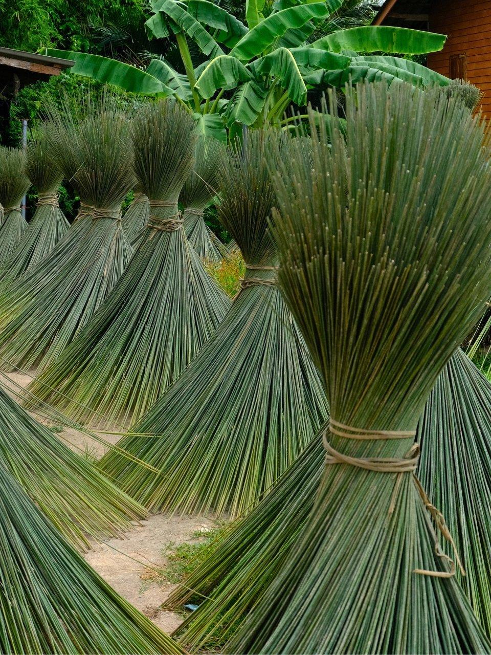 Bundles of long green reeds tied with twine, standing among banana plants.