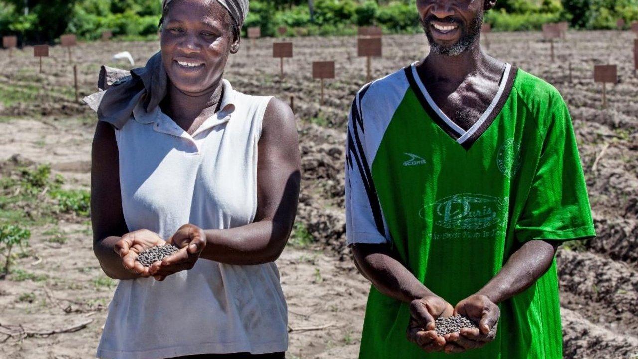 Two farmers hold seeds in their hands in a cultivated field.