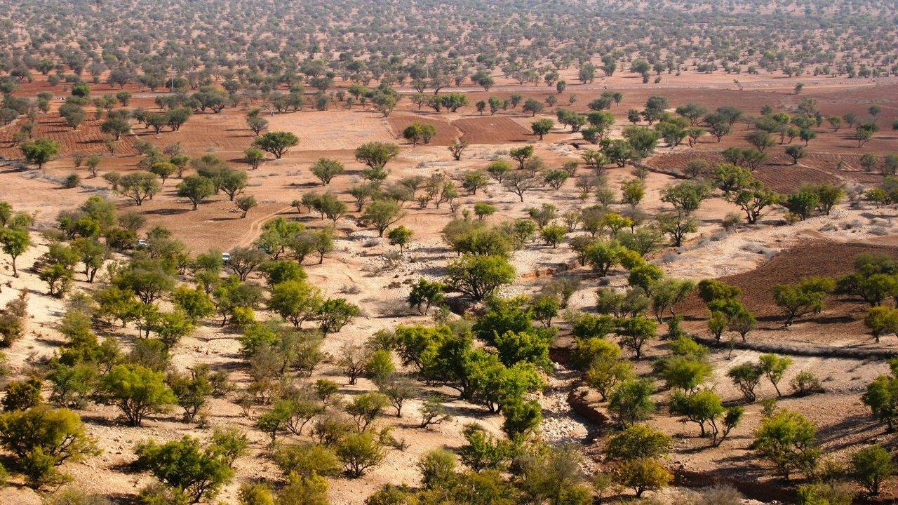 Scattered argan trees across dry, cultivated fields in Agadir, Morocco.
