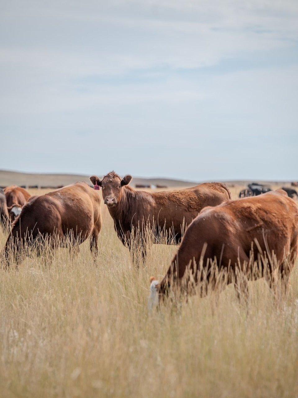 Brown cattle grazing in a dry grass pasture beneath a cloudy sky.