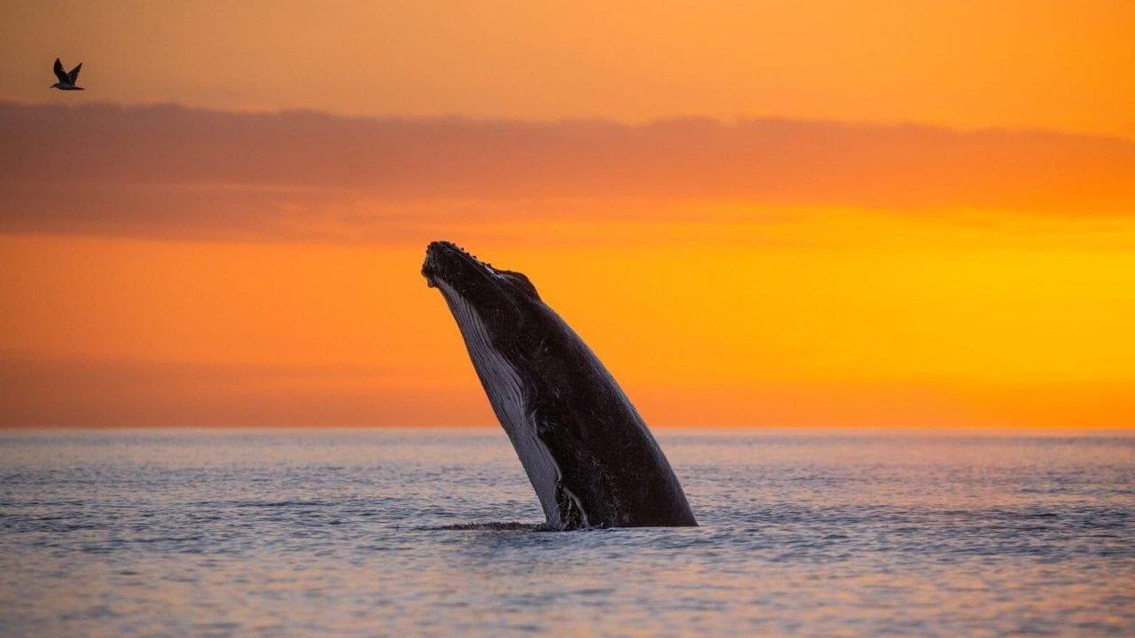 A humpback whale rises from the sea at sunset as a bird flies overhead.