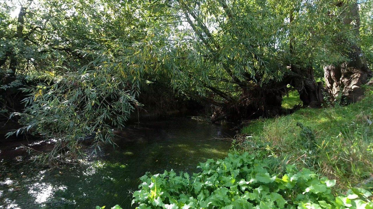 A shaded stream flowing beneath overhanging willow trees and dense green foliage
