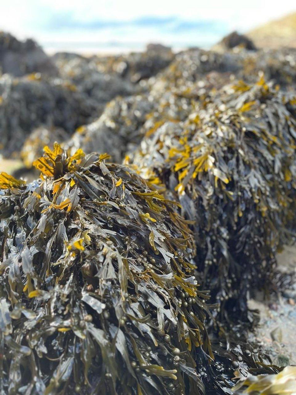 Brown seaweed covering coastal rocks beside the sea