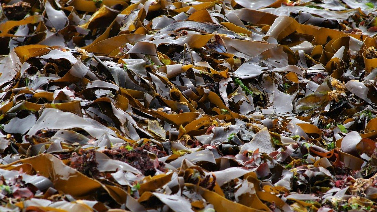 A dense bed of wet brown and olive seaweed fronds with scattered green algae
