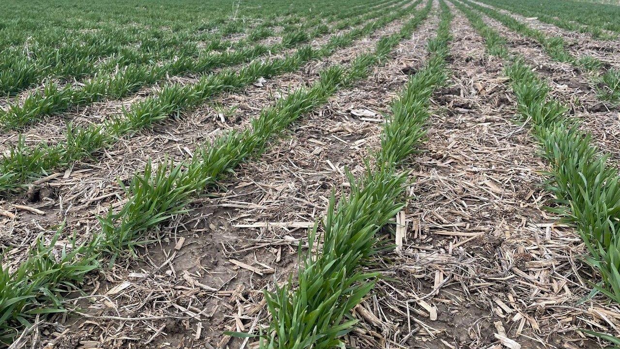 Rows of young rye cover crop growing through soybean residue in a field.
