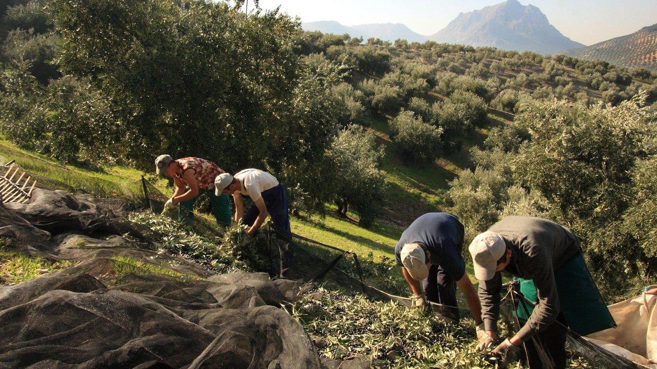 Workers harvest olives on a hillside grove with mountains in the distance.