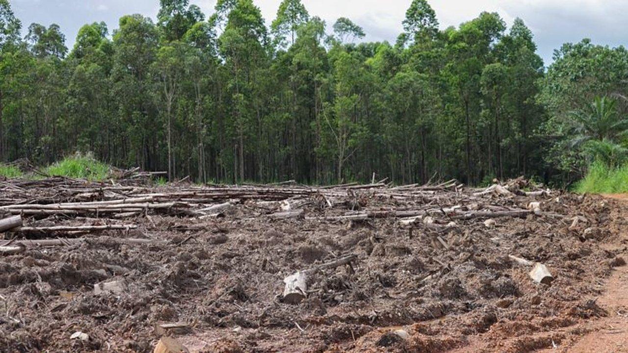 Cleared forest land with felled logs and tree stumps in front of standing trees