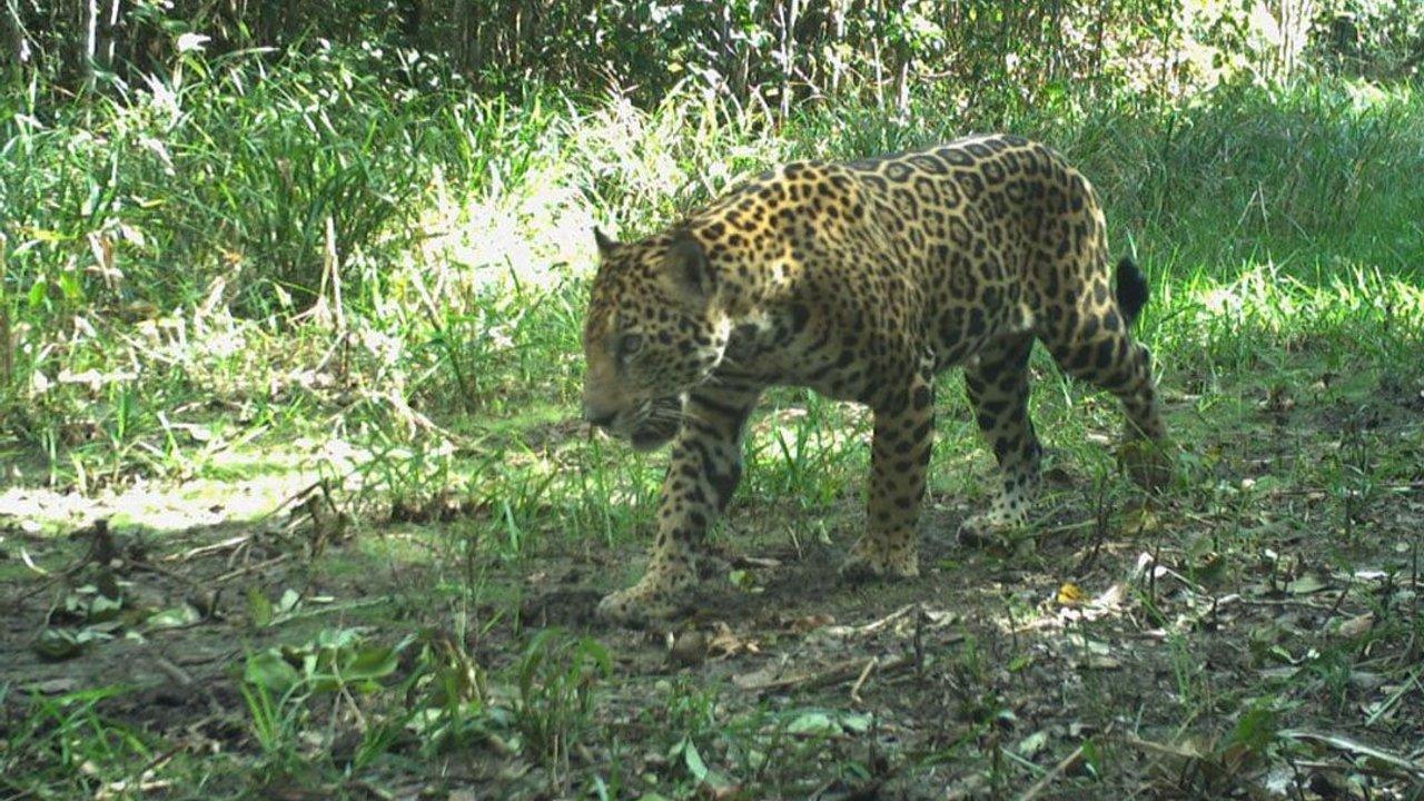 A jaguar walking through a sunlit forest clearing.