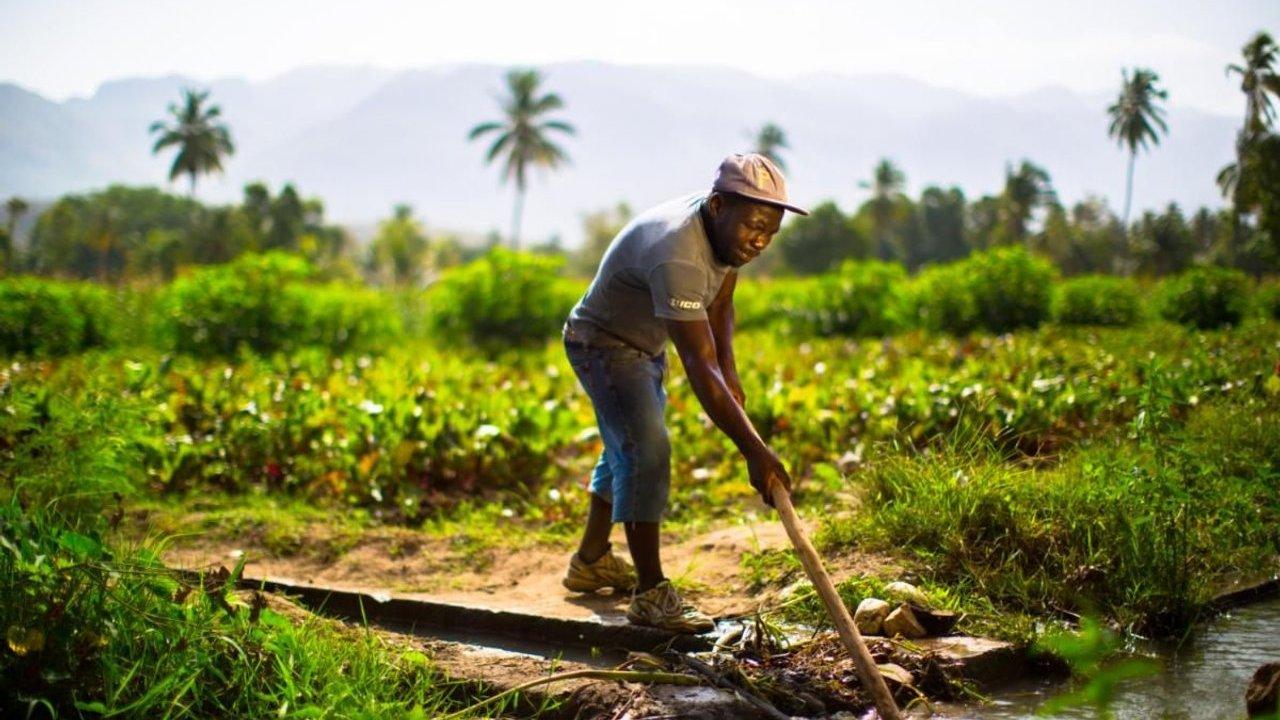 A man uses a hoe beside an irrigation stream in a lush field with palm trees.