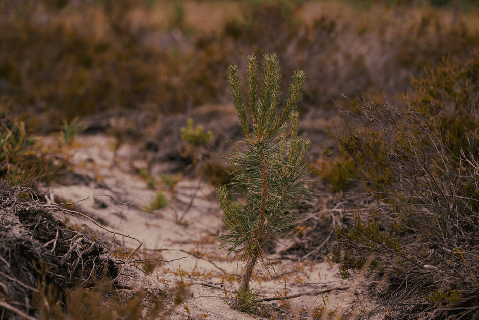 A sandy trail running through a pitch pine forest