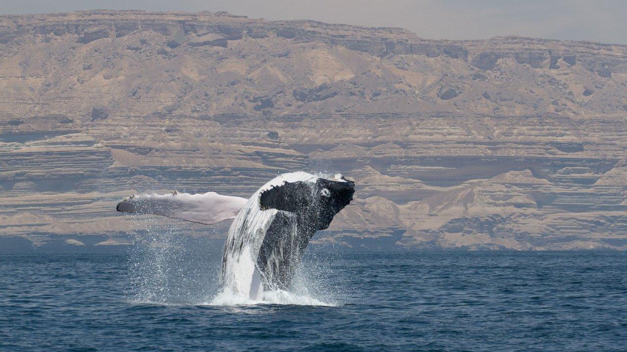 A humpback whale breaches from the ocean with rocky desert cliffs behind it.