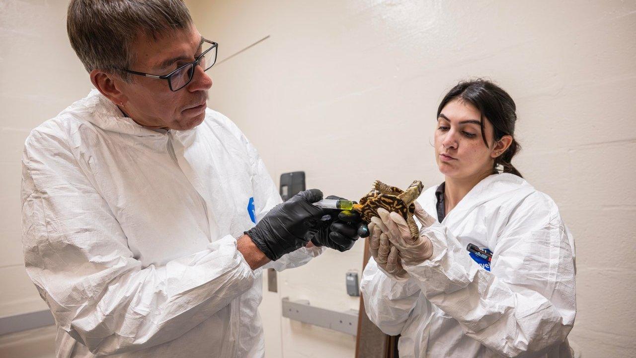 Bronx Zoo Rehabilitates 800 Trafficked Box Turtles
