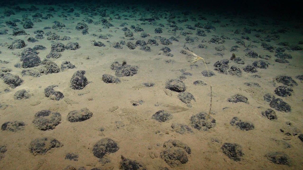 Sandy seafloor dotted with dark rock-like mounds and a delicate sea lily on a long stem