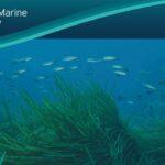 School of fish swimming above seagrass on the seabed beneath a Plymouth Marine Laboratory banner