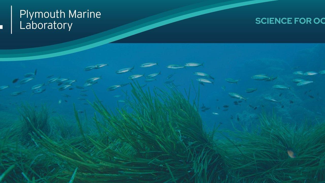 School of fish swimming above seagrass on the seabed beneath a Plymouth Marine Laboratory banner