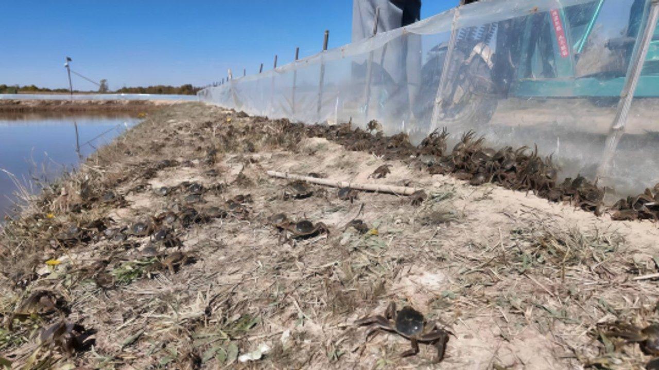 Seed Crab Reserve Supports Rice Field Po...