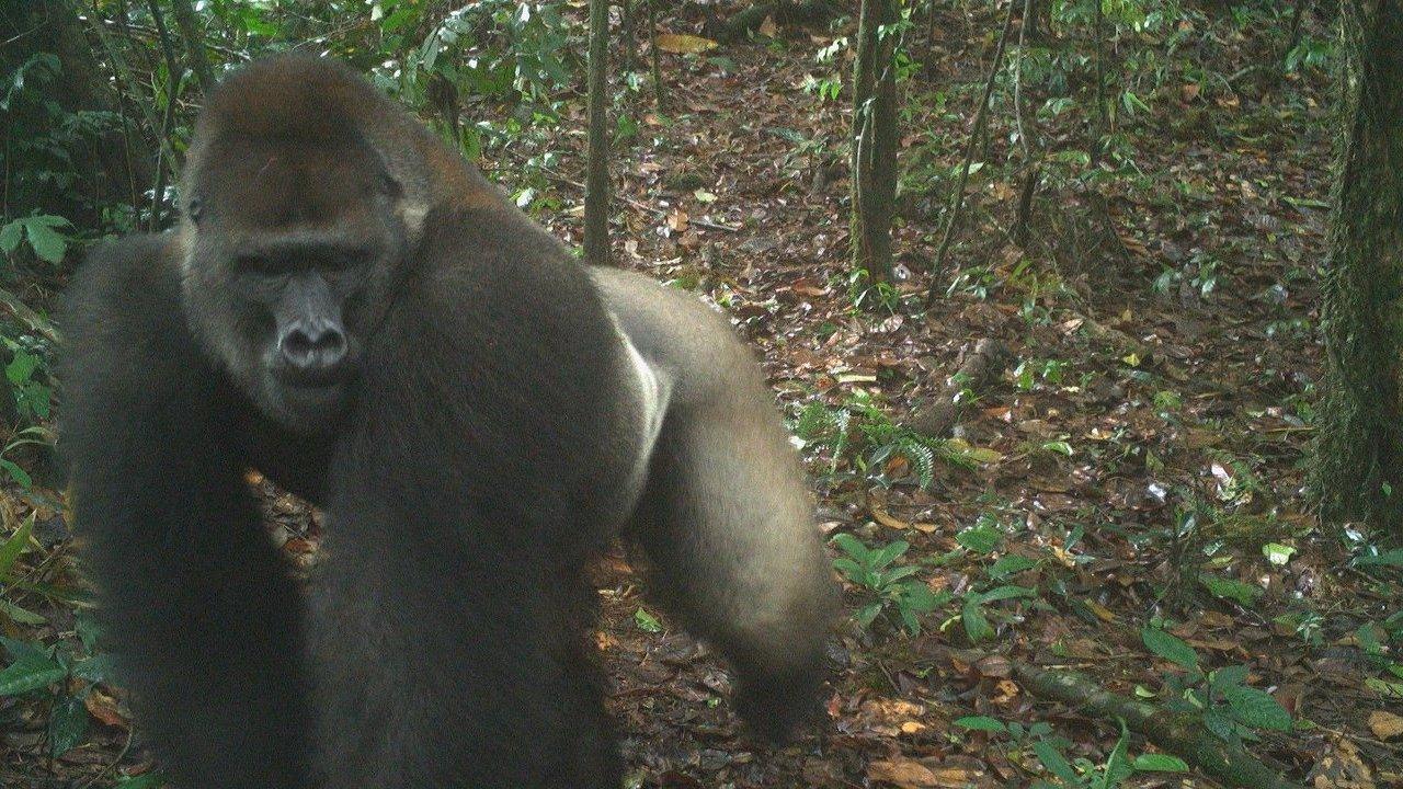 A silverback Cross River gorilla walking through dense forest undergrowth.