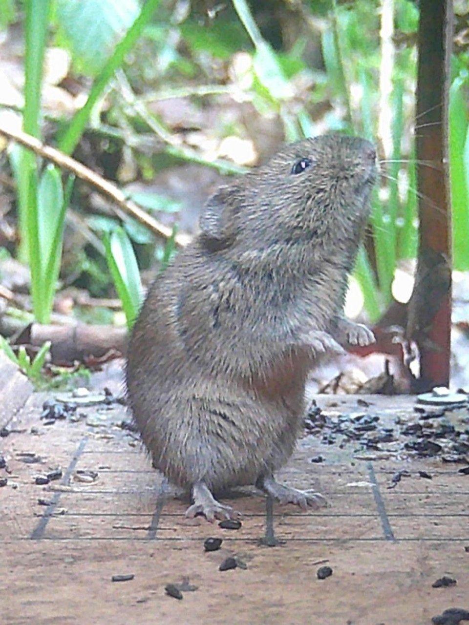 A bank vole standing on its hind legs among scattered seeds on a patio.