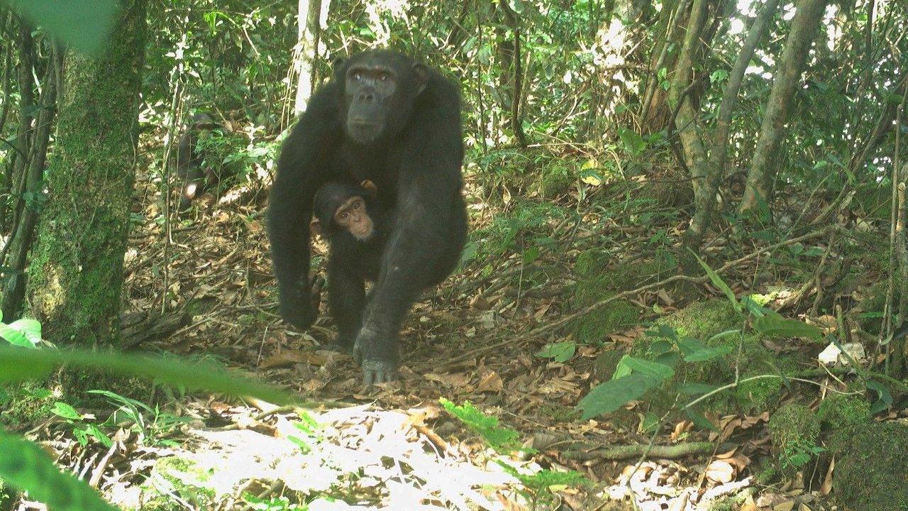 Nigeria-Cameroon chimpanzee carrying a young chimpanzee through dense forest.
