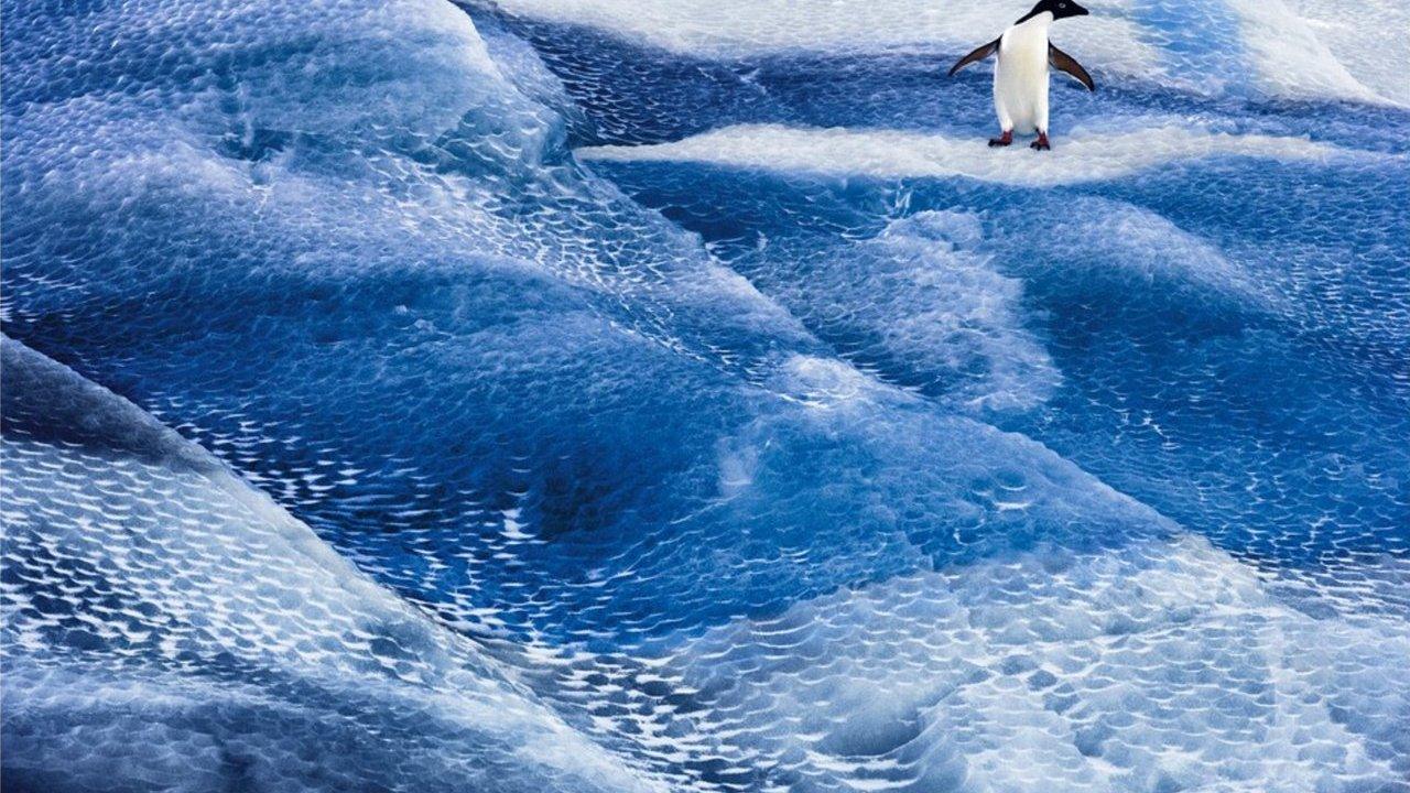 A penguin stands on textured blue ice.
