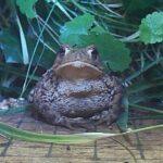 A common toad sitting among grass and leafy plants beside a wooden board