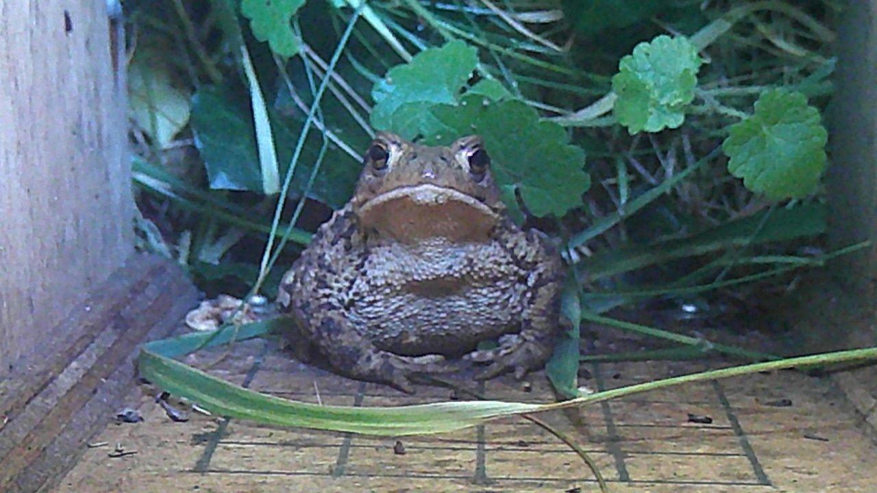 A common toad sitting among grass and leafy plants beside a wooden board